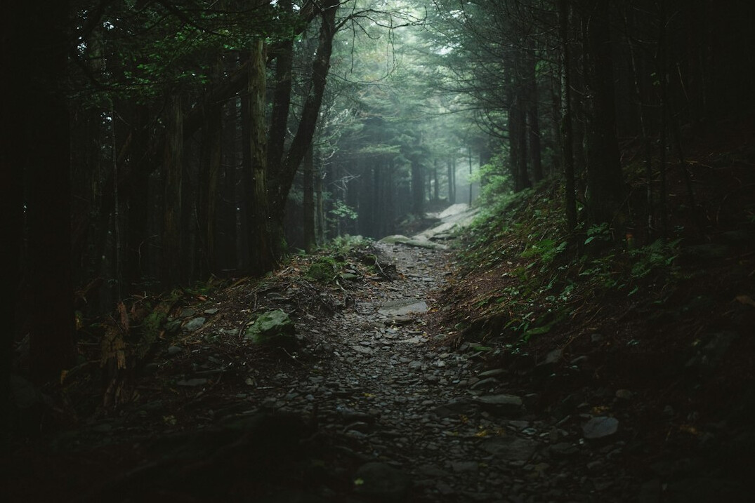 mysterious forest path at night