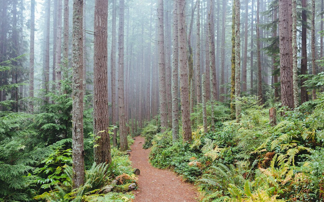 foggy forest path